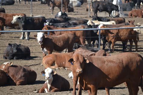 75 heifers 677lb at 1. . East central livestock market report